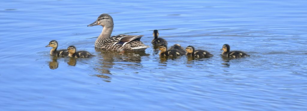 family of ducks 